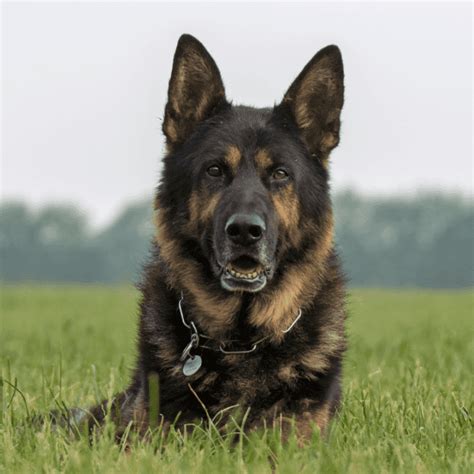 Are German Shepherds Good Guard Dogs The German Shepherder