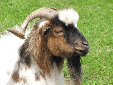 Goat 2 Free Stock Photo Public Domain Pictures