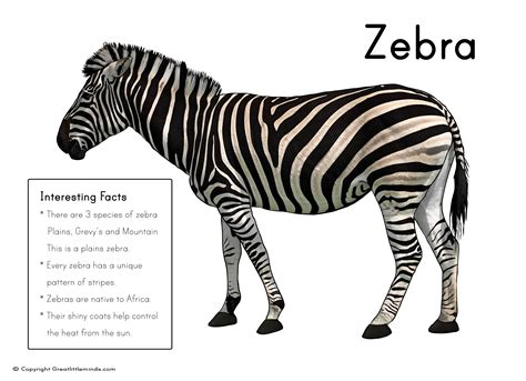 Fun Zebra Facts For Kids Interesting Information About Zebras Zebra
