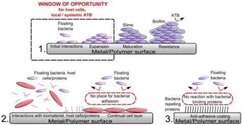 Schematic Illustration Of The Process Of Biomaterial Co Open I