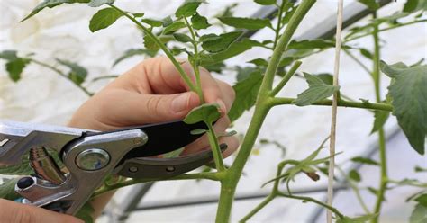 Tomato Suckers How To Identify And Prune Giy Plants