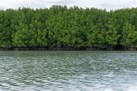 Hd Wallpaper Pa Mangrove Forest Sea Nature The Mangrove Forest