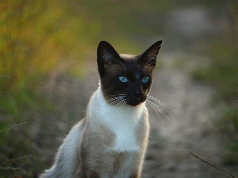 Blue Eyed Siamese Kitten Those Blue Eyes Yummmypets Catlynx