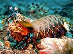 Mantis Shrimp Could Inspire Ultra-Strong Materials - Nature World Today