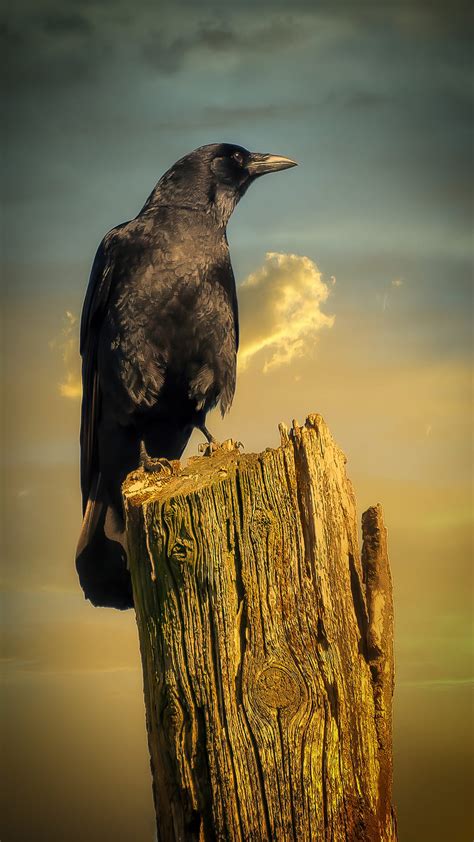 X Px P Free Download Crow On Log Terran Bird Black Clouds Raven Sky HD