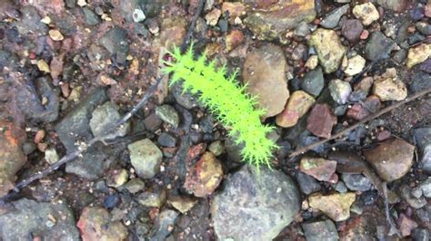 Green Fuzzy Caterpillar Youtube