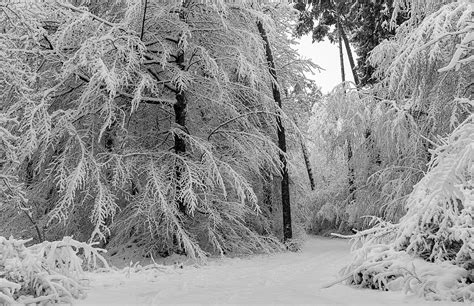 Forest Winter Forest Path Aesthetic Snow Wintry Nature Trees
