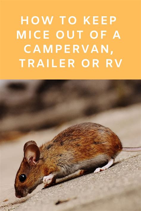 Keep mice away from a camper by securing the vehicle. How To Keep Mice Out Of A Camper Van, Trailer, or RV ...