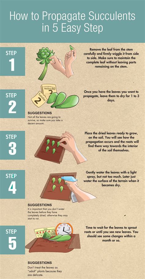 How To Propagate Succulents In 5 Easy Step Propagating Succulents