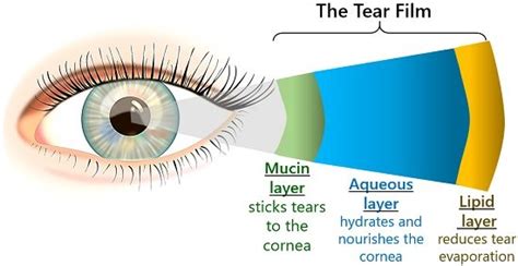 Tear Facts Layers Types And Functions Of Tears Biology Reader 2023