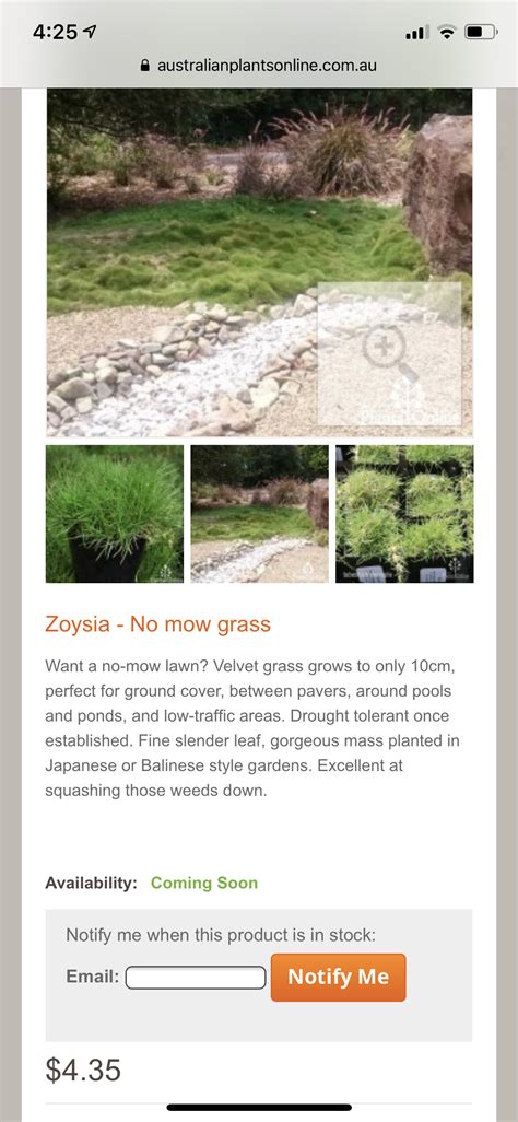 Pin By Rachel On Plants To Plant No Mow Grass Ground Cover Drought