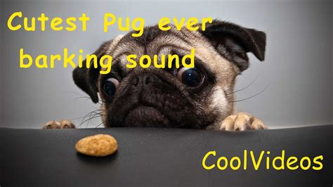 Cutest Pug Dog Barking Sound Youtube
