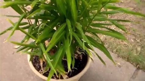 Growing Ginger In Containers Youtube