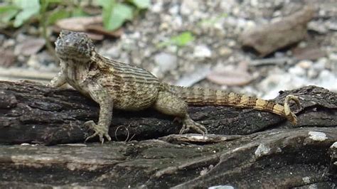 Facts About Curly Tailed Lizards In Florida Wildlife Informer