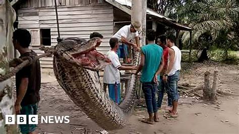 Giant Python Indonesians Eat Huge Snake After Man Defeats Reptile