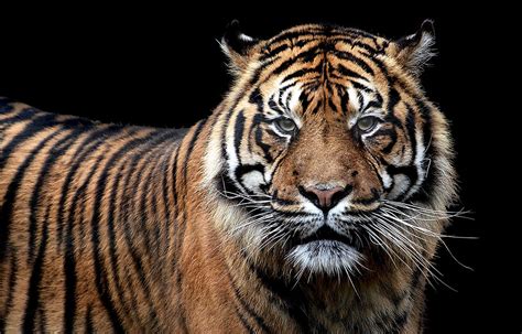 Sumatran Tiger Portrait Clk Sumatran Tiger Panthera Tig Flickr