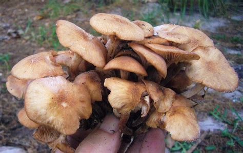 Ringless Honey Mushrooms Eat The Weeds And Other Things Too