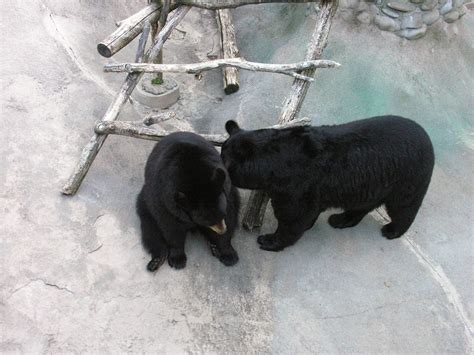 Mating Season For The Black Bears He Was Chasing And Sh… Flickr