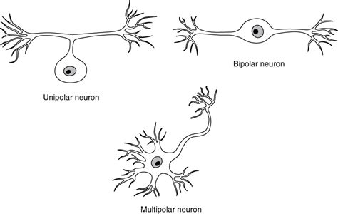 Anaxonic Neuron Slide
