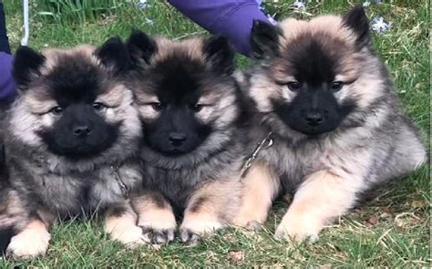 Eurasier Puppies Behavior And Characteristics In Different Months Until