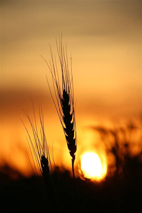 Wheat Sunset Field Free Photo On Pixabay