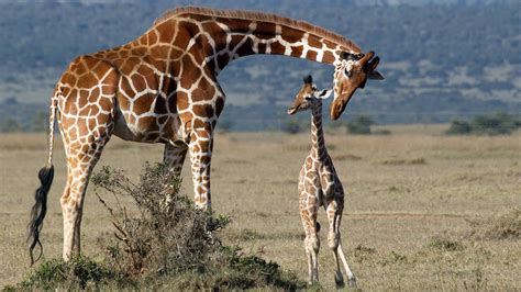 Baby Giraffes Get Their Spots From Mom Howstuffworks