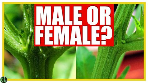 Male Vs Female How To Identify A Male Plant In The Garden Cannabis Lifestyle Tv