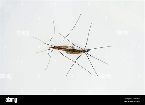 Mating Gnats Hi Res Stock Photography And Images Alamy