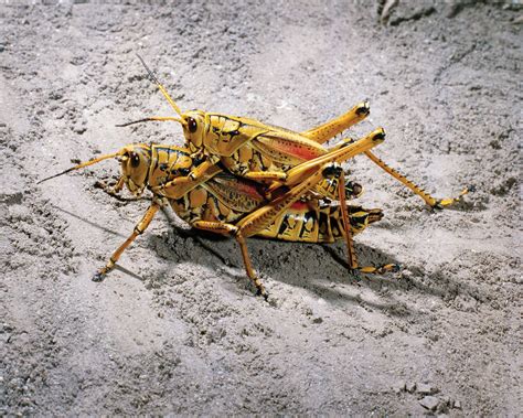 Grasshopper Description Features And Species Britannica