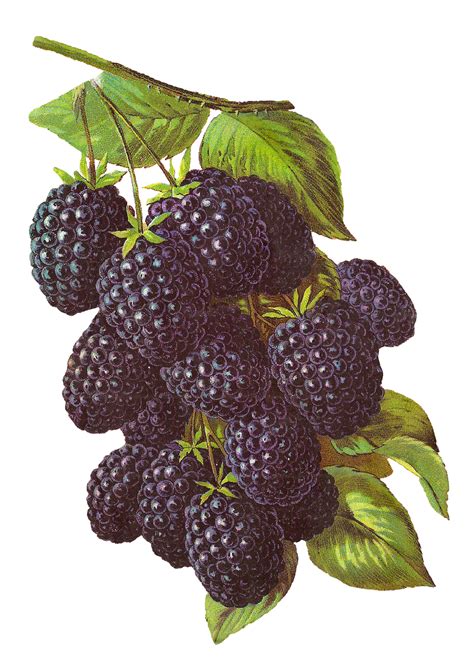 Antique Images Printable Blackberry Fruit Botanical Artwork Antique