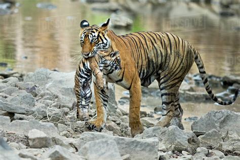 Bengal Tiger Panthera Tigris Tigris Female Noor T39 Carrying Cub
