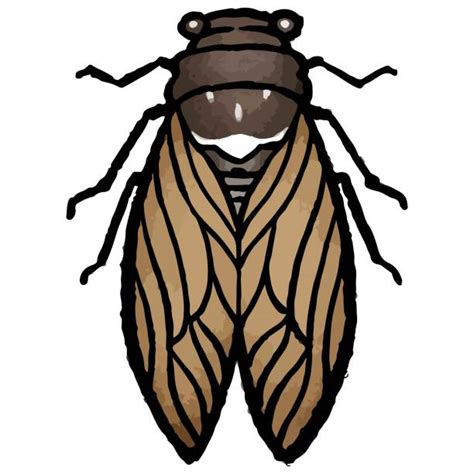 70 Clip Art Of A Cicadas Illustrations Royalty Free Vector Graphics And Clip Art Istock