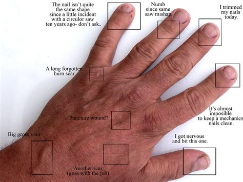 Anatomy Of The Left Hand