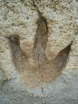 Photos of Dinosaur Fossil With Human Footprint