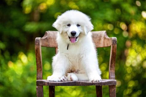 Great Pyrenees Big Dogs Are Territorial Protective And Nocturnal