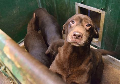 Missouri Humane Society Rescues 97 Labrador Retrievers From Breeder For