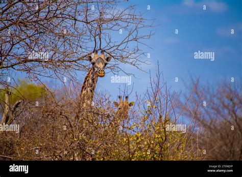 African Giraffe Niger Giraffe Or Nigerian Giraffe West African