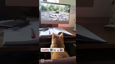 Cat At Work 🖥️ Expectations Vs Reality Shorts Youtube