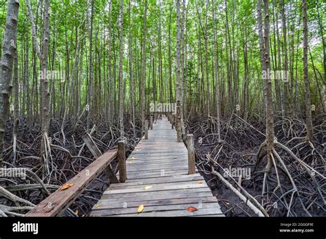 Wooden Bridge At Tung Prong Thonggolden Mangrove Fieldpra Sae Rayong