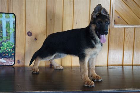 Akc Registered German Shepherd For Sale Baltic Ohio Female Hailey Ac