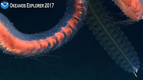 Noaa March 13 Beautiful Siphonophore Close Up Deep Sea Creatures
