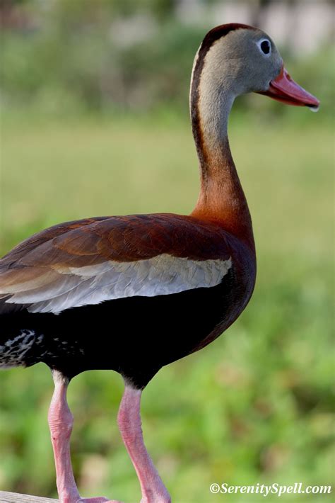Black Bellied Whistling Duck Florida Wetlands Birds Pinterest