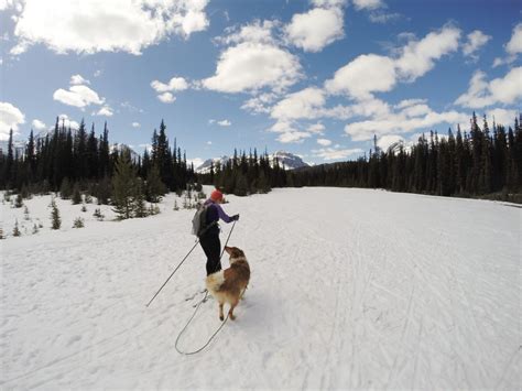 5 Steps How To Start Skijoring With Your Dog