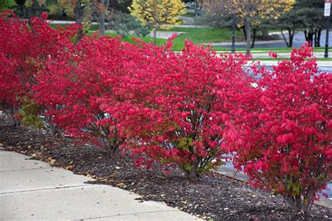 Dwarf Burning Bush Euonymus Alatus Plant Pot Etsy