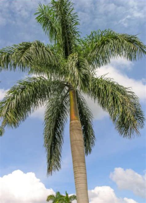 Roystonea Regia Cuban Royal Palm Tall Tree Ornamental Palms Etsy