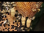 How to splitting hive with queen cell - YouTube