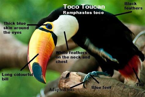 Toco Toucan Wingspan