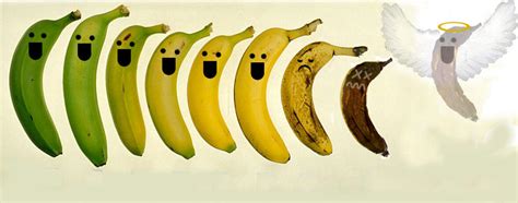 Banana Life Cycle By Mamiph On Deviantart