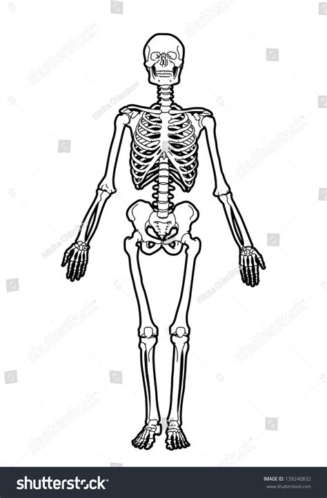 Outline Human Skeleton On White Background Stock Vector 139240832