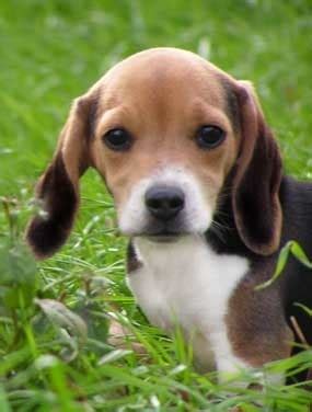 Pocket beagles are an attempt to recreate a small type of beagle that was popular in the 16th century. Pocket Beagle Puppies | Beagle Puppy